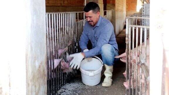 农民在喂猪