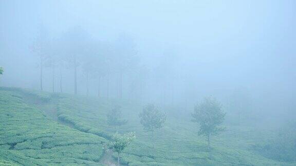 印度喀拉拉邦穆纳尔的茶园景观在一个大雾和穆迪的一天