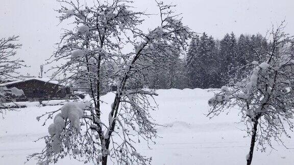 雪花落在树上的4K镜头