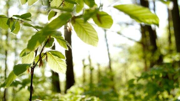 慢镜头特写:早春落叶林中的嫩叶
