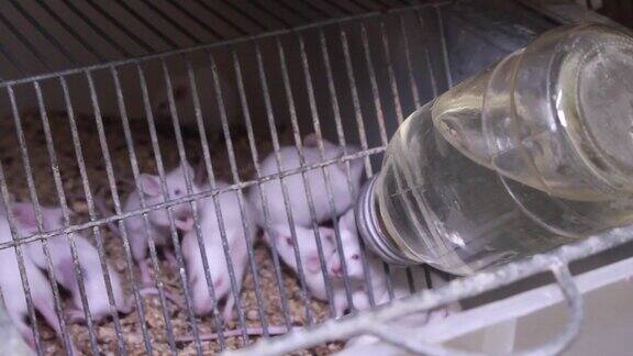 许多实验小白鼠被关在笼子里实验室