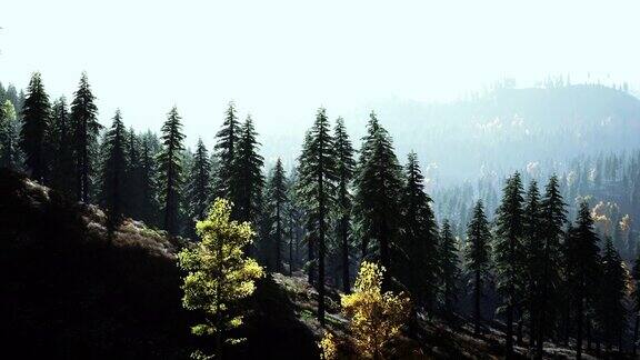 雾遮住了山上的树木