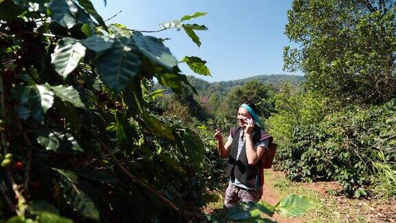 一名亚洲男子在咖啡种植园检查咖啡豆的质量