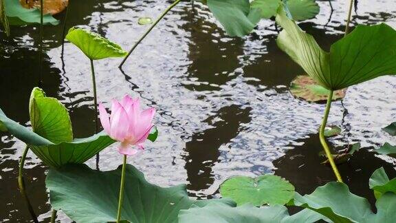 大自然优雅的粉红荷花位于台湾台北植物园