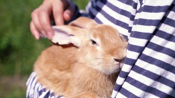 一个白种人的小女孩在阳光明媚的春天里抱着一只红色毛茸茸的可爱兔子抚摸着它复活节兔子用于宗教节日复活节的春季