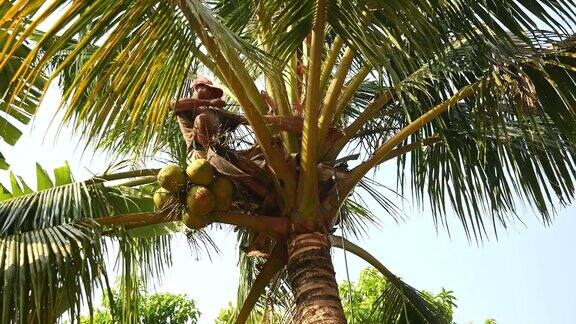 一个人站在棕榈树的顶端从树上砍下一串椰子然后用绳子把椰子安全的带下来