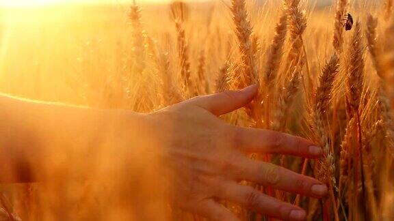 夕阳西下一个女人的手走过麦田抚摸着麦穗