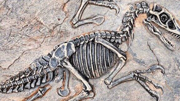 鸟瞰图恐龙骨架化石的细节