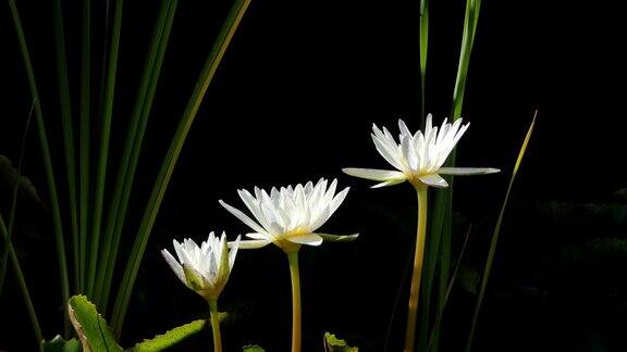 白色的睡莲在早晨盛开