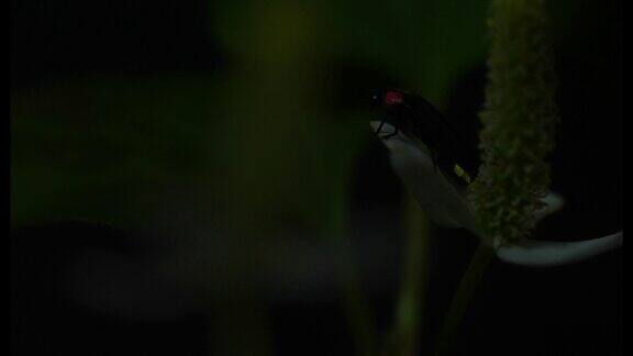 萤火虫栖息在一朵花上拼命发光的4K视频