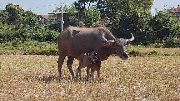 水牛和它的宝宝在田野里并排沉思