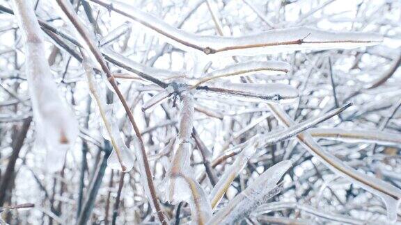 树枝上覆盖着冰