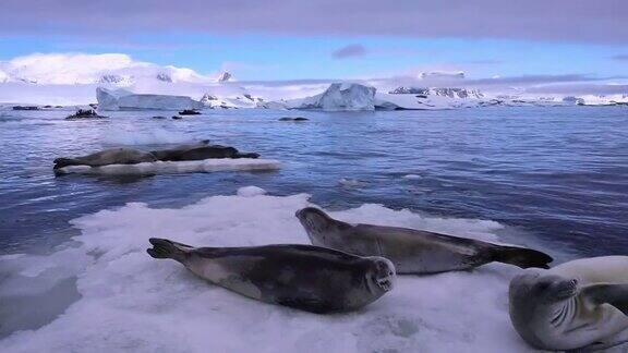 海豹在南极洲休息
