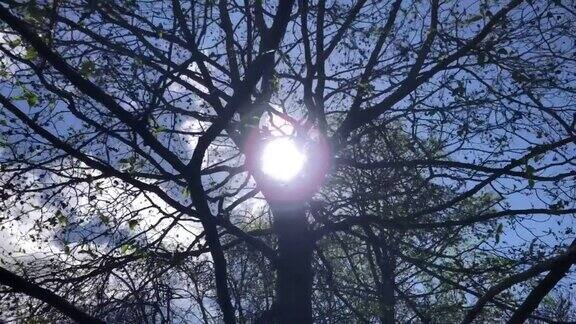斯佩斯桤木阳光下的树冠