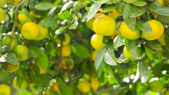 成熟的橘子果实挂在树上水果种植园里成熟多汁的橙子
