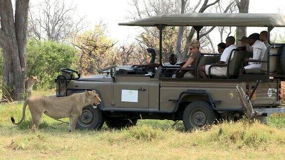 博茨瓦纳游客们开着狩猎车去看狮子