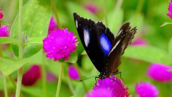 花园里一只蝴蝶的慢动作
