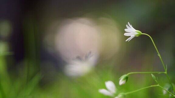 绿色草地上的白色小花在微风中摇曳