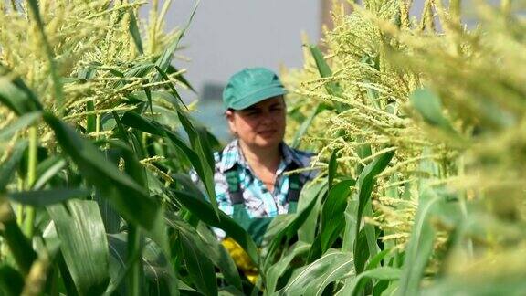 一名农妇在检查玉米植株