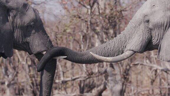 这是两只大象用鼻子打招呼的特写