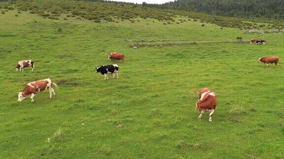 牛在草地上吃草