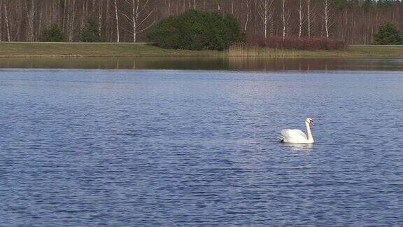 湖中的天鹅