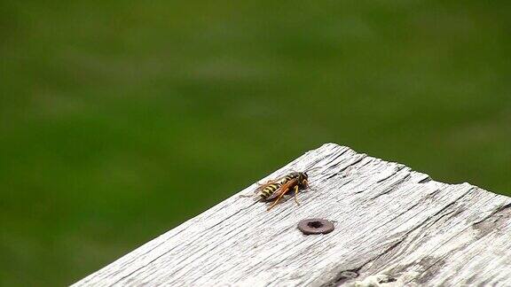 黄夹克黄蜂转身飞走了