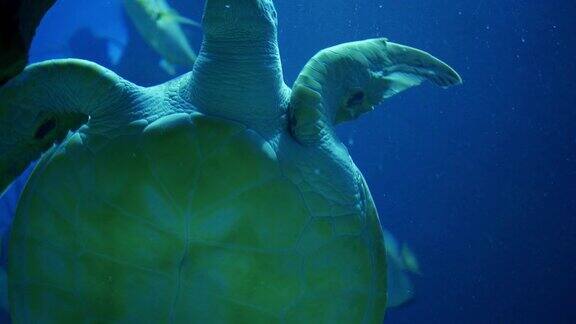 在水族馆里和其他鱼类一起游泳的绿海龟