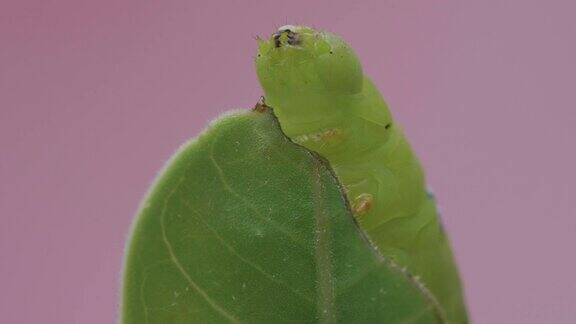 毛毛虫或绿色的毛毛虫正在啃着腺囊的叶子