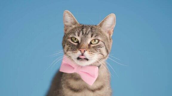 绅士斑纹棕色猫戴着粉红色的领结伸出舌头和舔鼻子看向一边坐在工作室的蓝色背景
