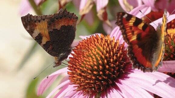 两只蝴蝶在爱沙尼亚花园里的槐花上