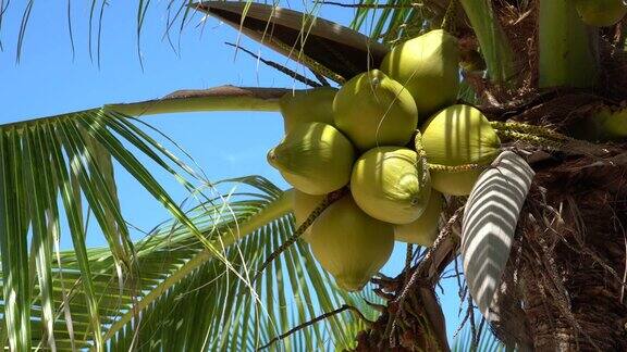 加勒比海滩的棕榈树
