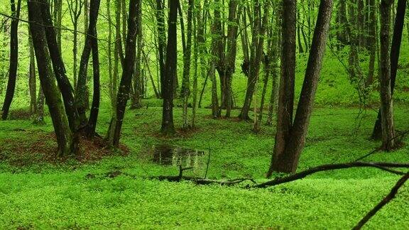 长满青草和青苔的绿色森林