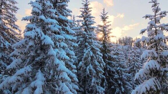 空中冬季景观与松树的雪覆盖森林在寒冷的山在日出