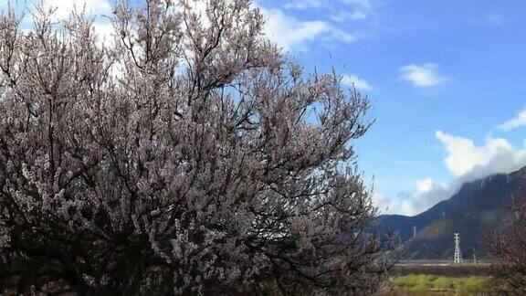 西藏林芝地区桃花盛开