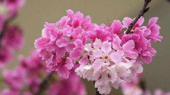 樱花在冲绳盛开