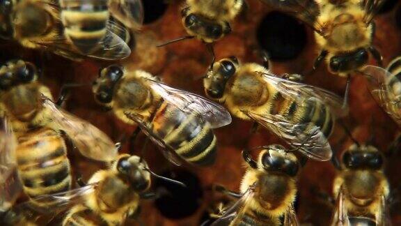 蜂房上的蜜蜂-HD
