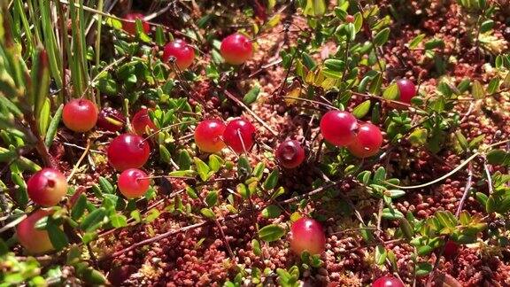 在沼泽上种植蔓越莓