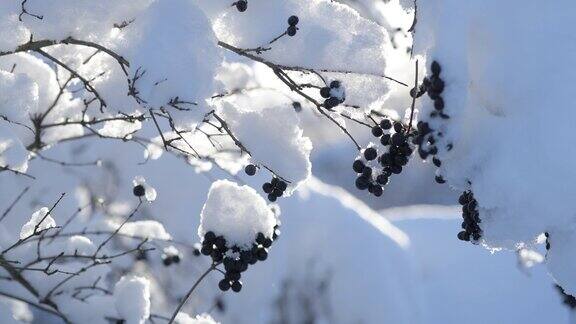 野生浆果被蓬松的雪覆盖的特写