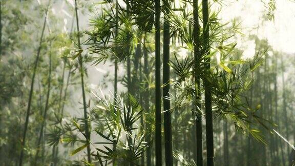 翠绿的竹林晨光照人
