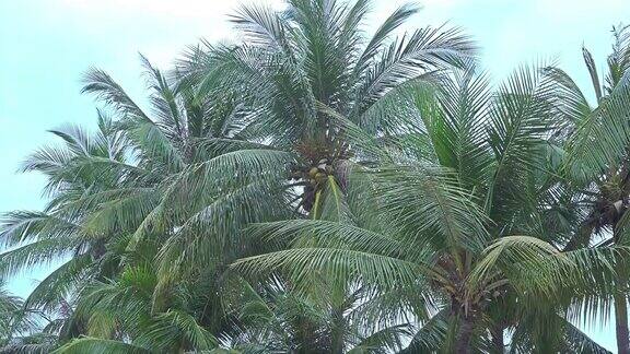 棕榈树顶部