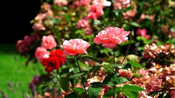 公园里的粉红玫瑰