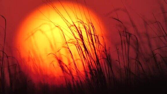 日落和草地卡尔梅克共和国的大草原