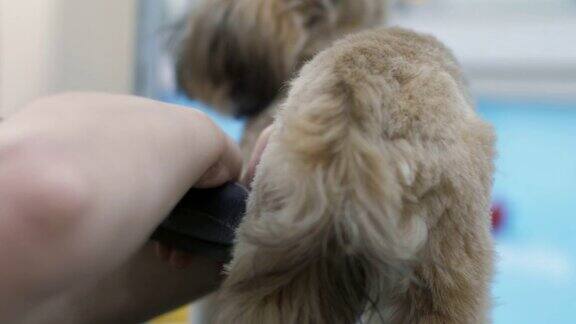 兽医用剪毛器为狗剃毛