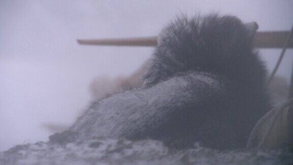 雪橇狗睡在冻土带的雪地里