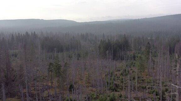 树皮甲虫鸟瞰图引起的死亡和垂死的森林