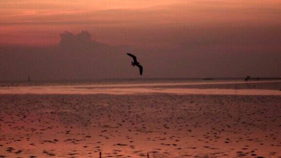 海鸥在夕阳中飞翔