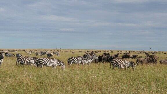 坦桑尼亚塞伦盖蒂国家公园中迁徙的大量角马