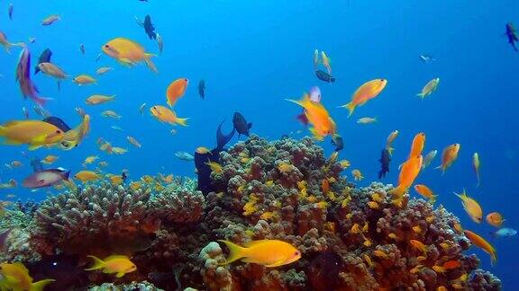 olorful珊瑚礁水下