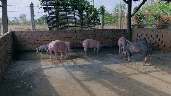 一群粉色和黑色的猪在围栏里的水里